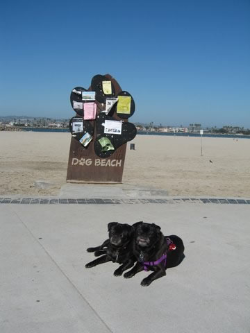 Dog Beach, Ocean Beach, CA