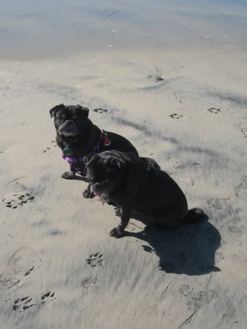 "Paw Prints in the Sand"