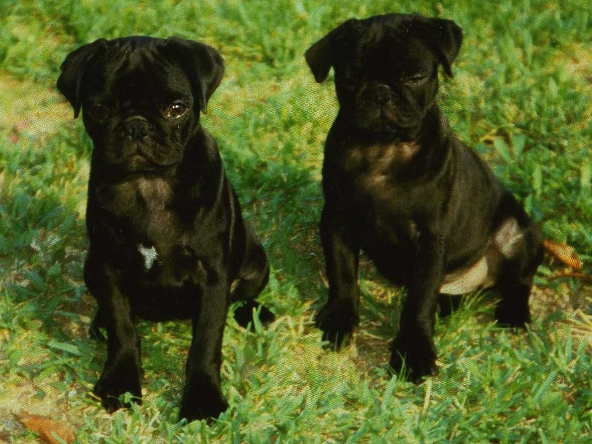 Hunter and Ramona as puppies.